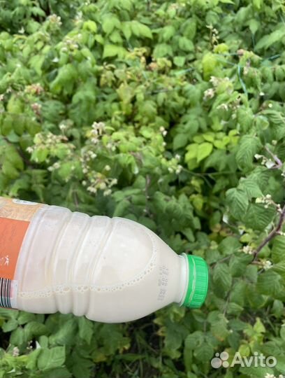 Саженцы малины