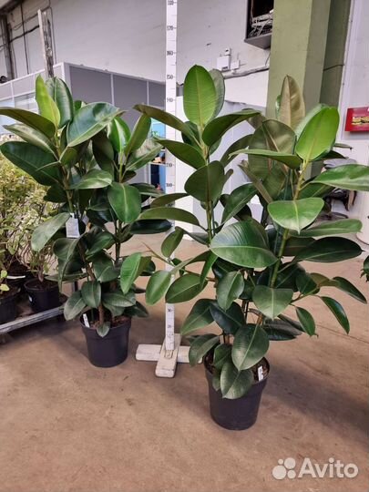 Фикус эластика робуста 3 ствола