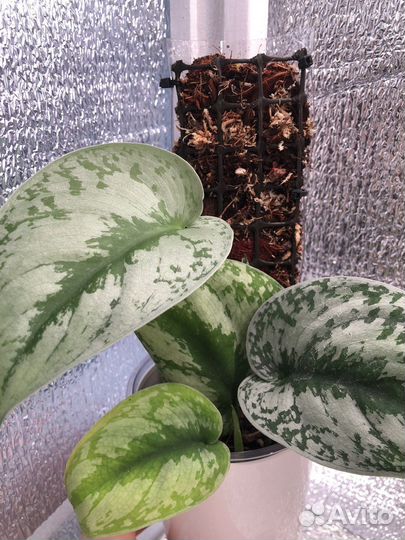 Опора (тотем) для растений