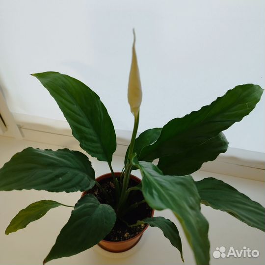 Комнатные цветы