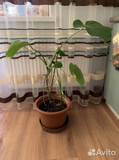 Продам Монстеру с горшком