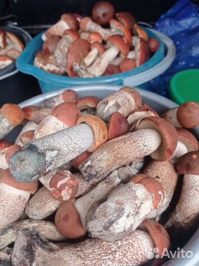 Грибы с доставкой до дома в наличии и под заказ