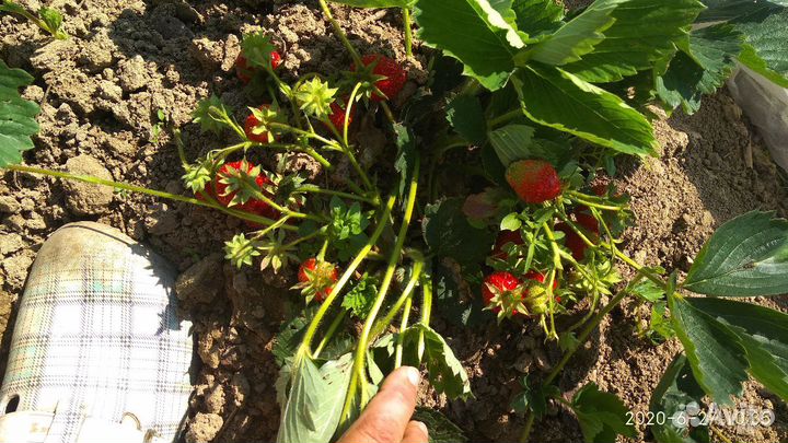 Рассада, Саженцы клубники