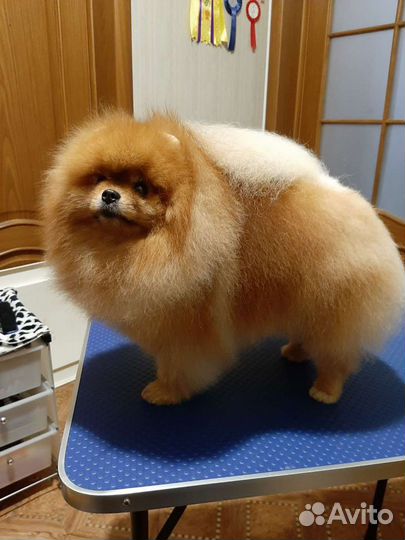 Услуги для животных