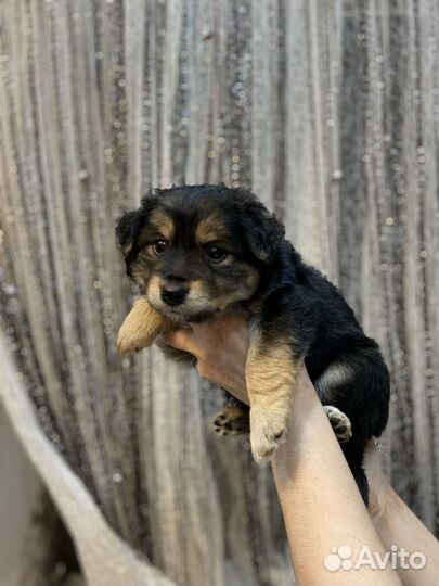 Отдадим девочек порода смесь Бордер Колли