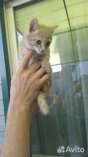 Рыжий котенок в добрые руки