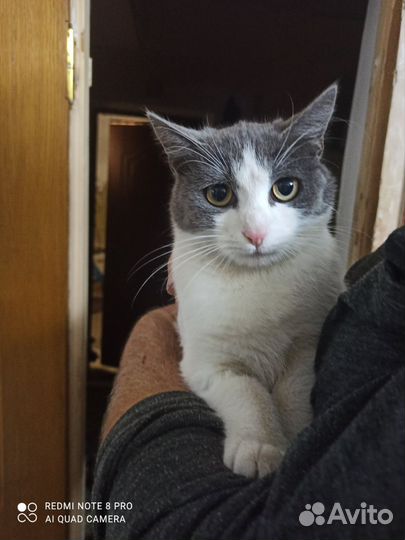 Кот в добрые руку