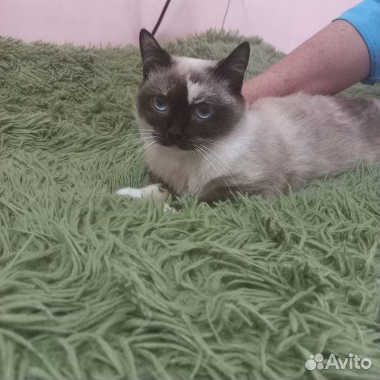 Домашние животные кошки