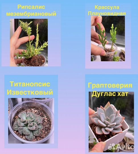 Суккуленты