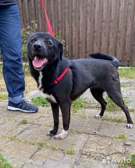 Дарю собака