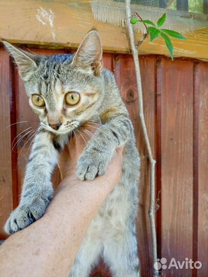 Беззащитный котенок в поисках лучшей доли