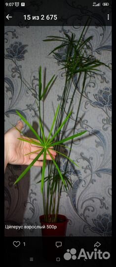 Комнатные цветы