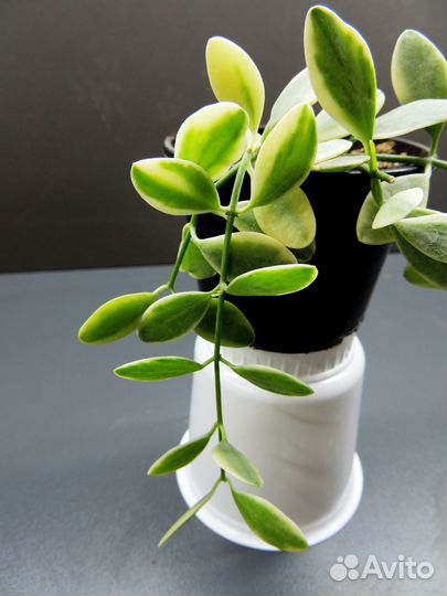 Хойи сортовые 1