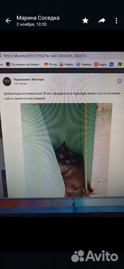 Выбросили кота