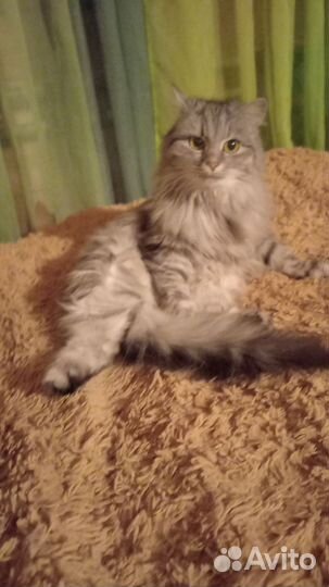 Кошки потерялись