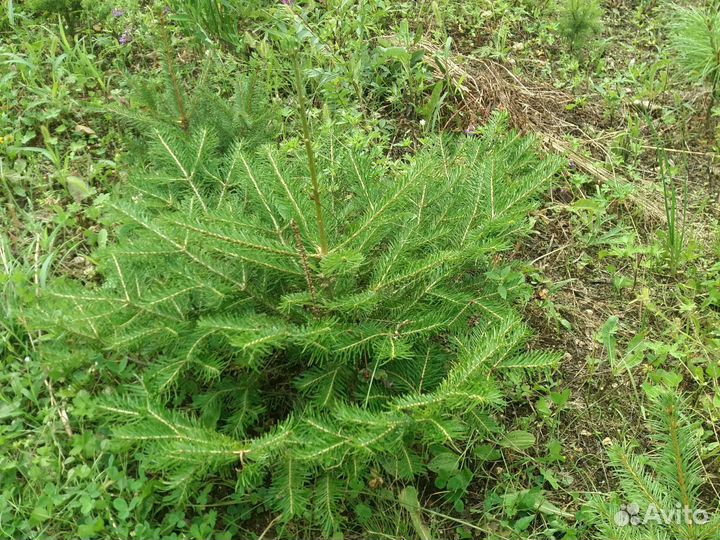 Саженцы хвойных пород