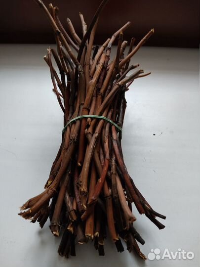 Калган, Сабельник болотный