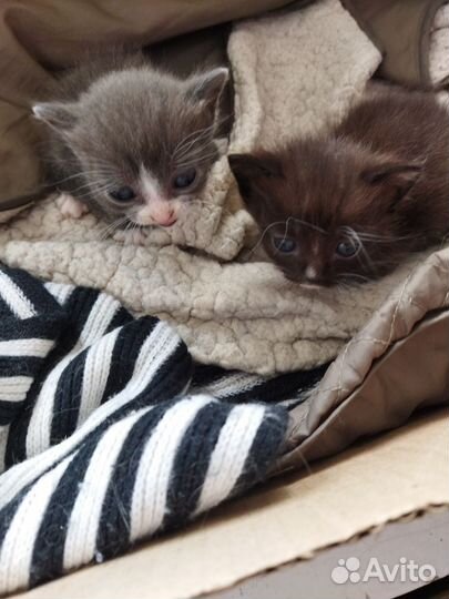 Котята в добрые руки