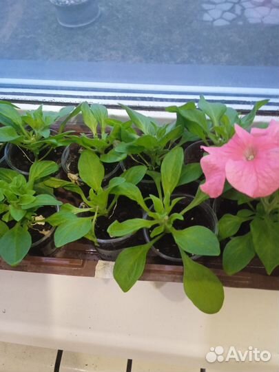 Рассада помидор