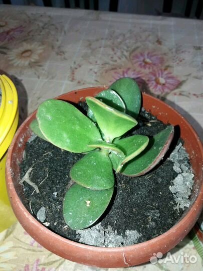 Толстянка денежное дерево