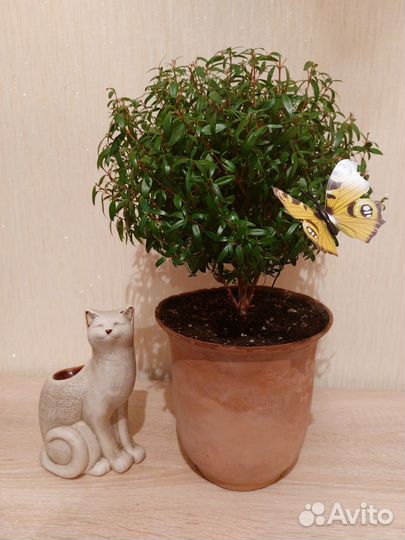 Мирт молодые черенки