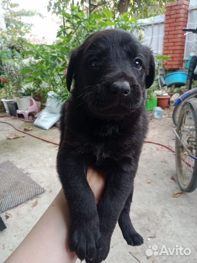 Отдаю щенков Лабрадора в добрые руки