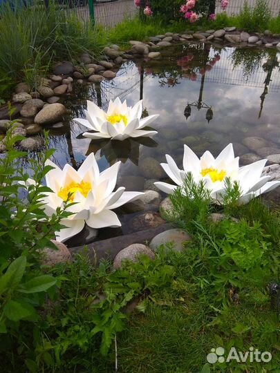 Лотосы для фотосессий на воде