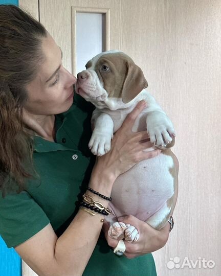 Американский булли стандарт