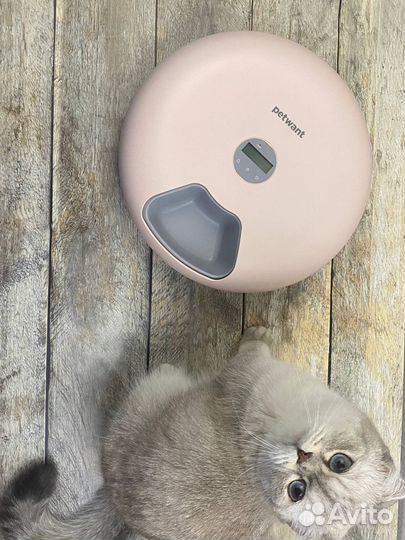 Автокормушка для кошек