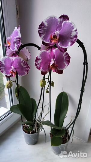 Орхидеи фаленопсис Sacrifice цветущие
