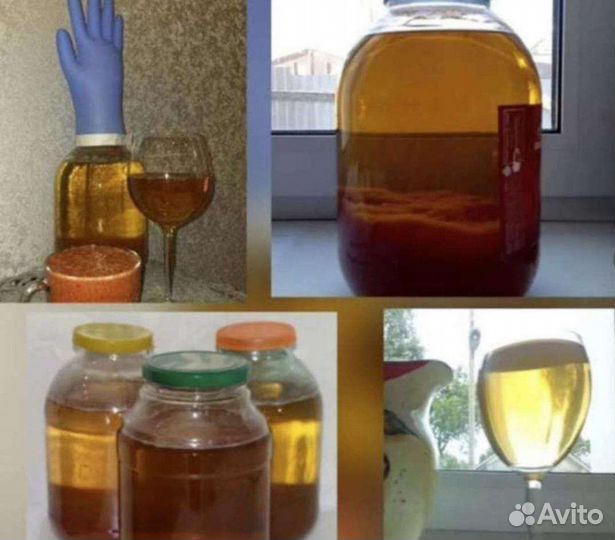 Винный гриб