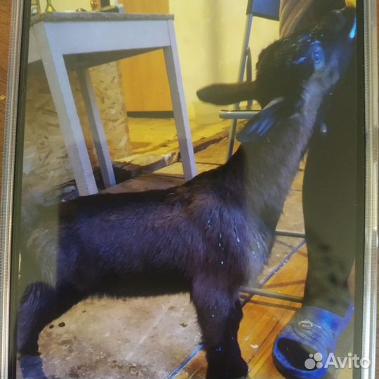 Продаем козлят и Козла