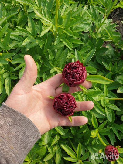 Доставка пионов в Анапе
