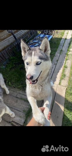 Отдам хаски в добрые руки
