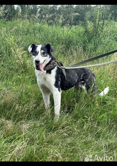 Отдам в добрые руки Нюра