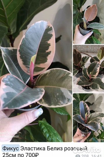 Фикус Мелани комнатные цветы