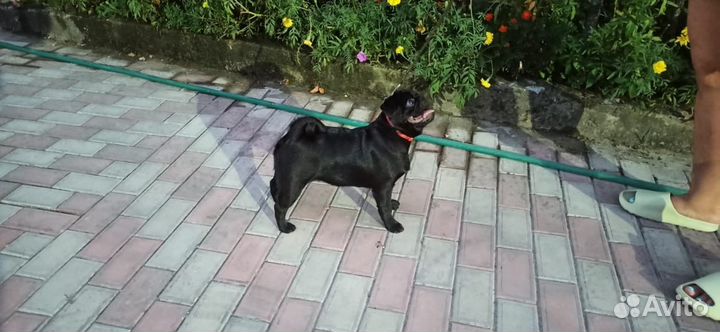 Шикарная девочка мопса