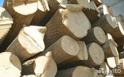 Лес кругляк липа