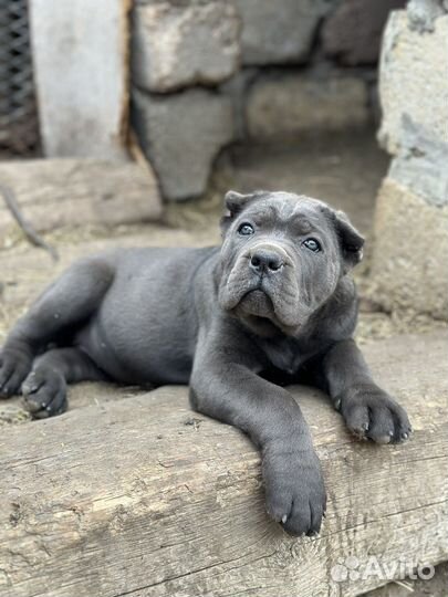 Корсо девочка