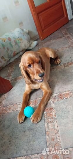 Кобель для вязки (Английский Кокер Спаниель)