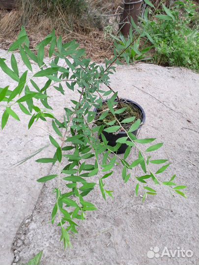 Спирея серая, дерен белый, лапчатка,будлея, калина