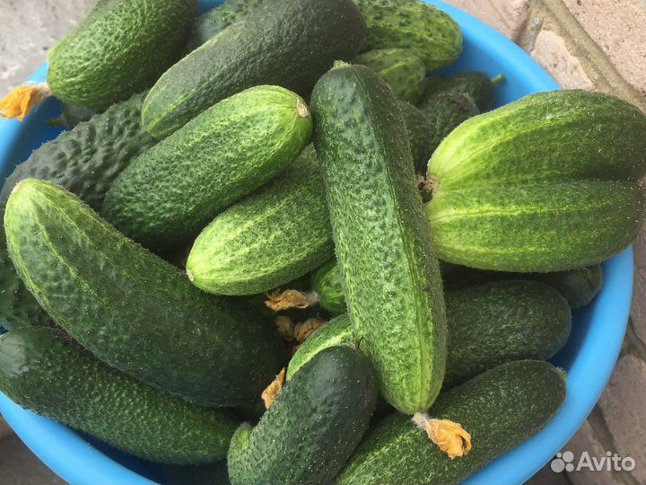 Облепиха. Вишня. Огурцы домашние. Крыжовник