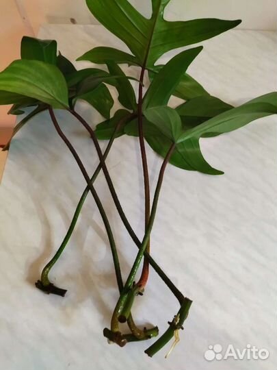 Сциндапсусы, филодендроны, монстера