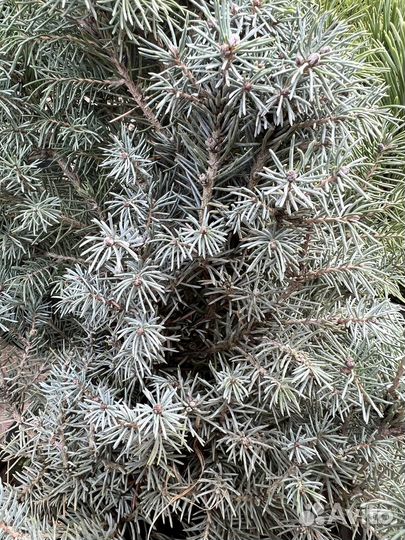 Ель канадская Коника Блю