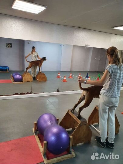 Немецкий Боксёр