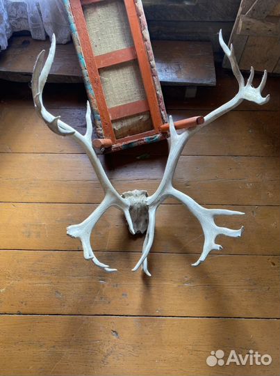 Рога оленя