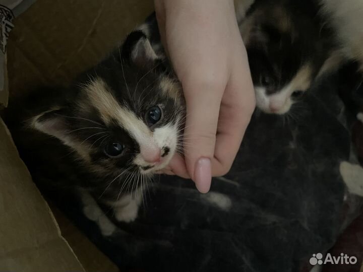 Отдам котяток