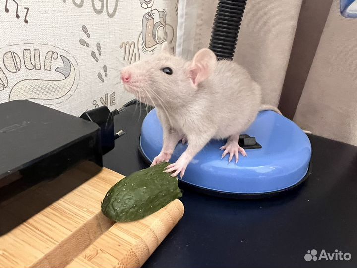 Крыса дамбо