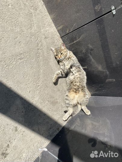 Отдаю кошку