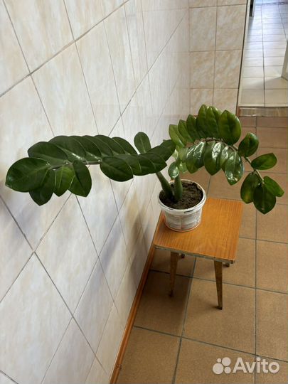 Комнатные цветы долларовое дерево